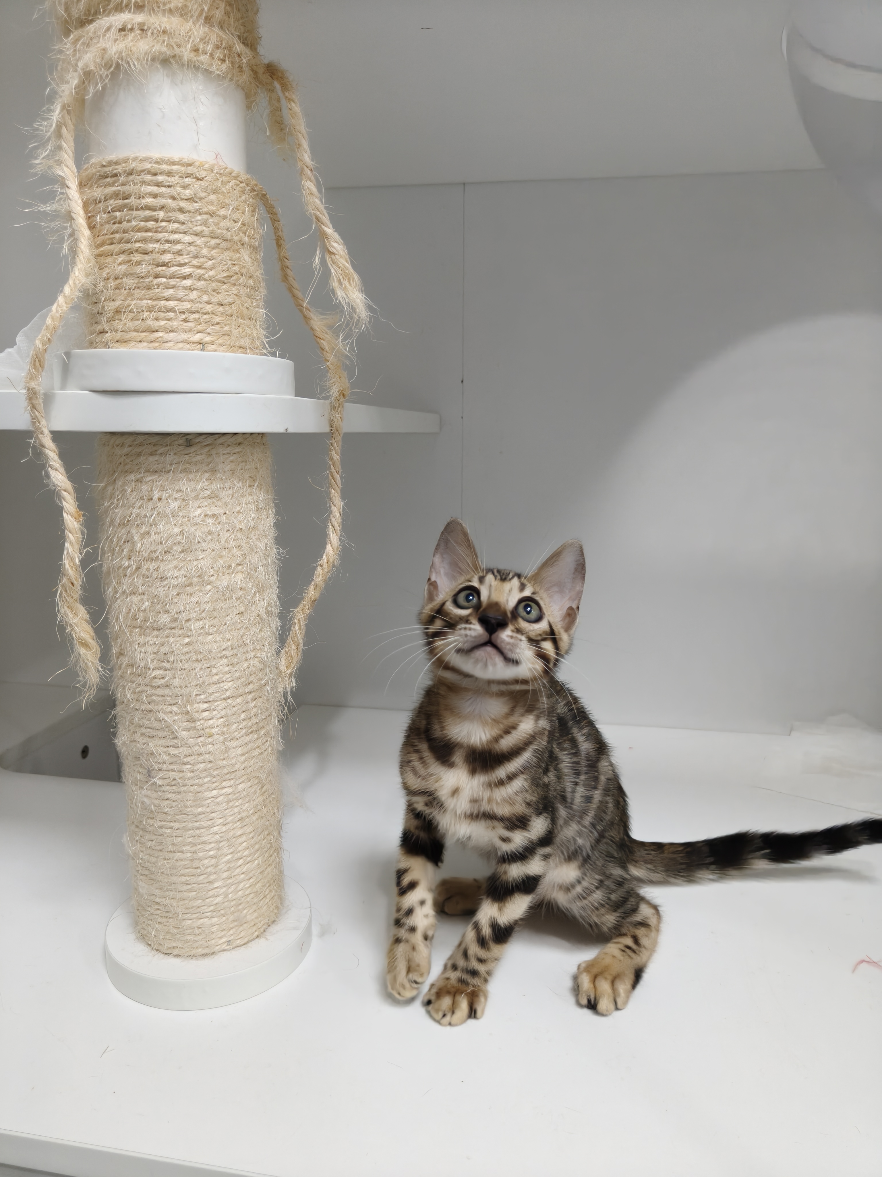 孟加拉豹猫弟弟，5月17出生，全款1800